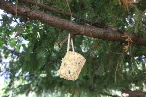 Boule de graisse oiseaux