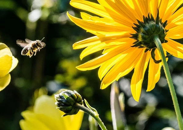 Une abeille est en train de voler près d'une fleur jaune.