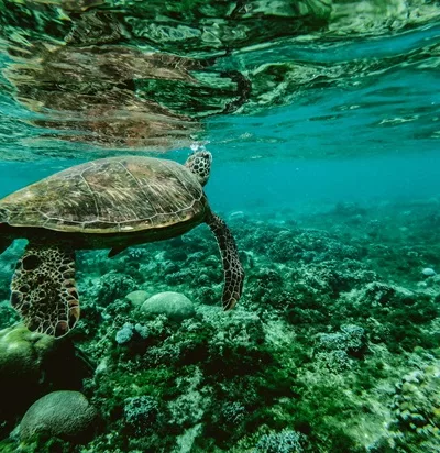 Une tortue nage dans l'océan.