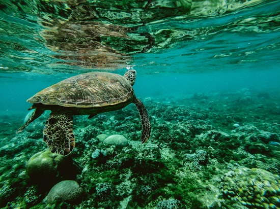 Une tortue nage dans l'océan.